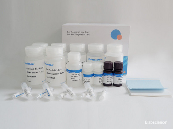 High Accuracy and Absorbability Western Blot Detection Kit