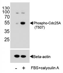 Anti-phospho-CDC25A (Thr507)