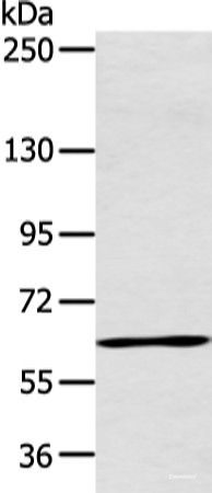 Anti-ATG16L1