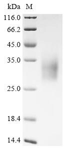 CMRF35-like molecule 6 (Cd300c), partial, recombinant mouse