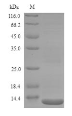 LPS-assembly protein LptD (lptD), partial, Salmonella typhi, recombinant