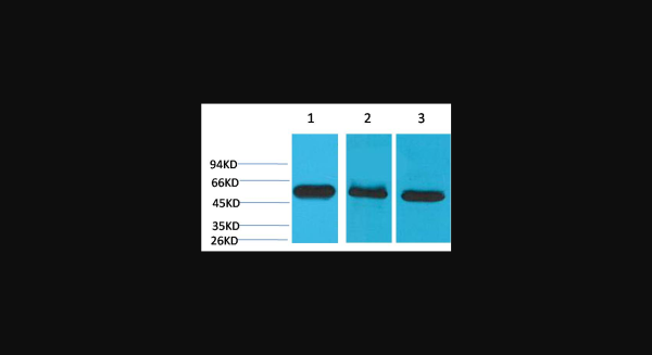 Anti-Caspase 8, monoclonal