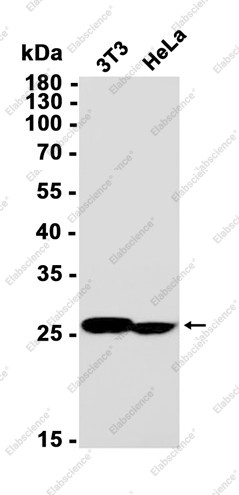 Anti-Recombinant Galectin 3, clone C112803