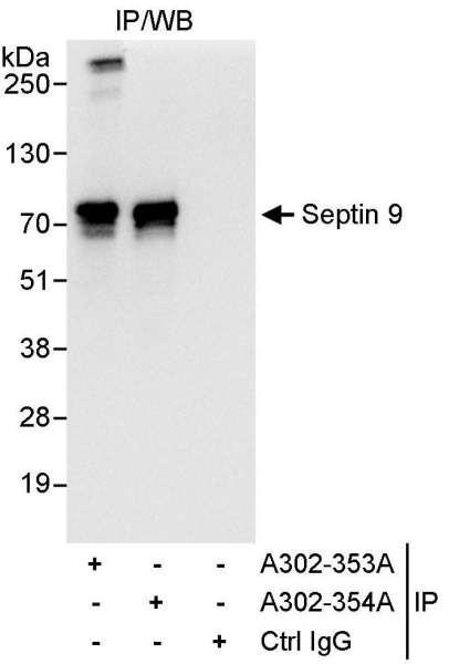 Anti-Septin 9