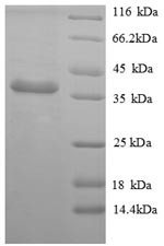 Apolipoprotein E (Apoe), mouse, recombinant