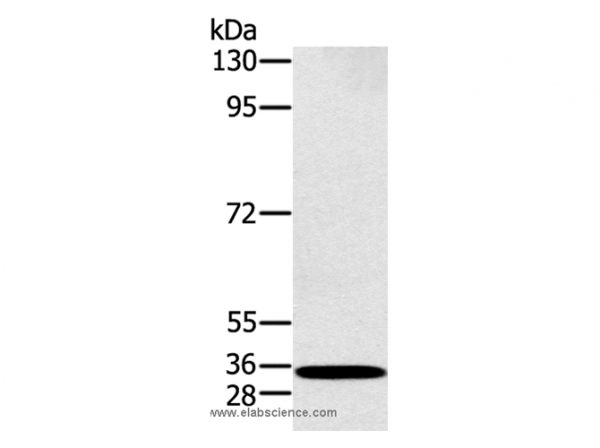 Anti-RAB27A