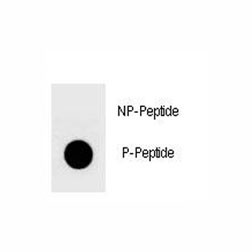 Anti-phospho-YAP (Ser127)