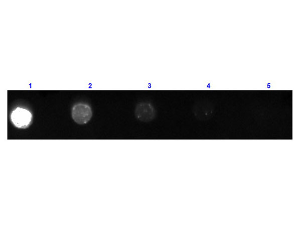 Anti-Mouse IgG (H&amp;L) [Goat] Fluorescein conjugated Fab fragment