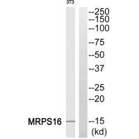 Anti-MRPS16