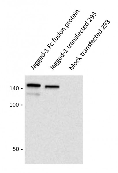 Anti-Jagged1, clone J1G53-3