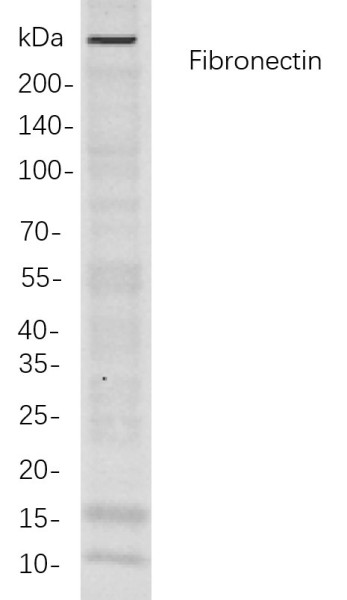 Anti-Recombinant Fibronectin, clone 4D10