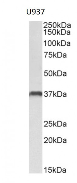 Anti-CLEC12A