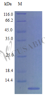 Eotaxin protein (Ccl11) (Active), mouse, recombinant