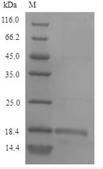 Snaclec rhodocytin subunit alpha, Calloselasma rhodostoma, recombinant