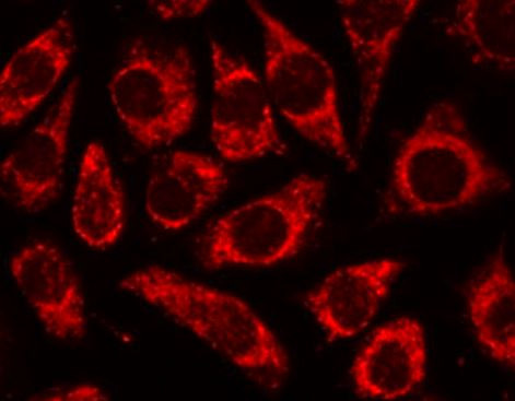 Anti-IDH3A