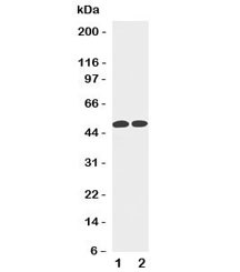 Anti-Cyclin A, clone CY-28