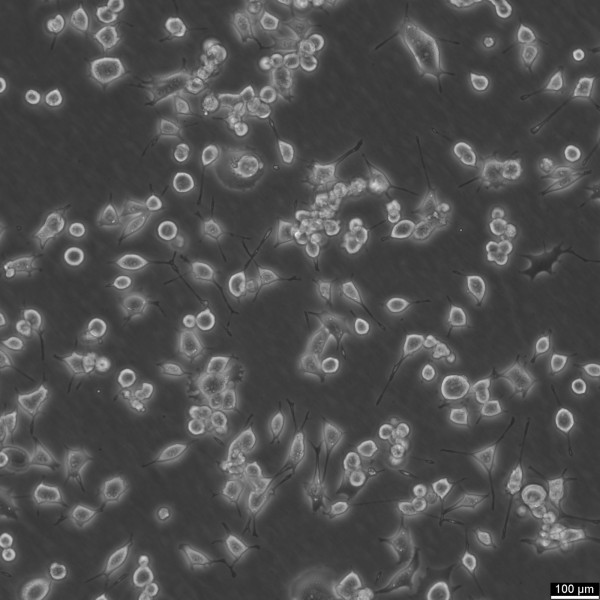 RAG Cells