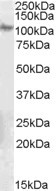 Anti-Integrin beta 5, C-terminal