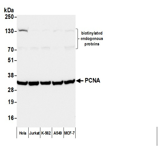 Anti-Mouse IgG-heavy and light chain, Biotin conjugated