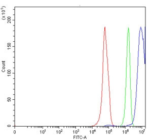 Anti-LHX4 / LIM homeobox protein 4
