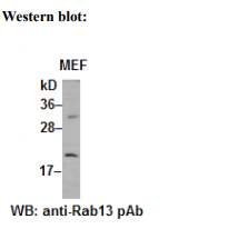 Anti-Rab13