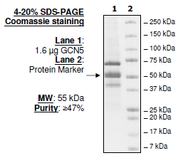 GCN5 (KAT2A), human recombinant protein, Flag-tag
