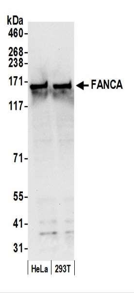 Anti-FANCA