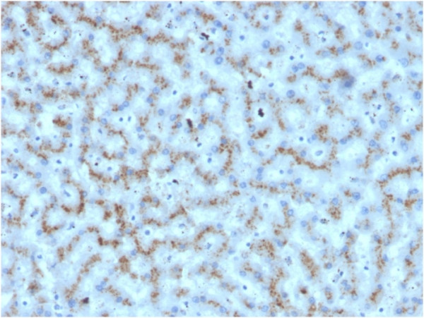 Anti-Apolipoprotein D / APOD, clone APOD/3412