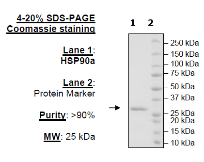 HSP90alpha, His-Avi-Tag, Biotin-labeled (Mouse)