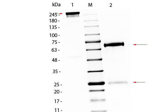 Chicken IgG Whole Molecule