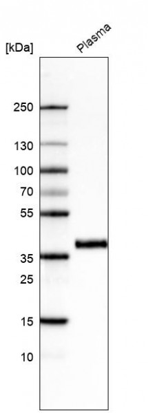 Anti-INHBC, clone CL6916