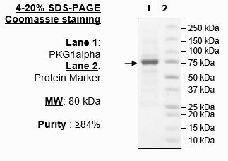 PKG1 alpha, cGMP dependent, human recombinant, N-terminal His-tag