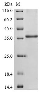 Non-structural protein 2a (2a), Bovine coronavirus, recombinant