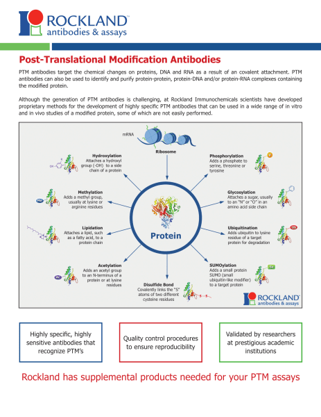 Post-Translational Modification Antibodies