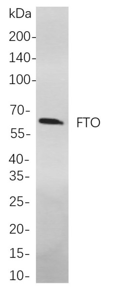 Anti-Recombinant FTO, clone 5F4