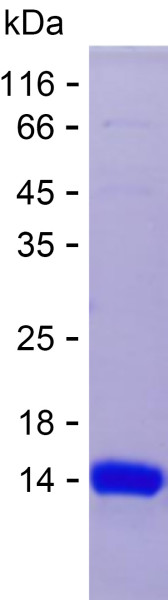 Recombinant Human HLA-DRB3 Protein