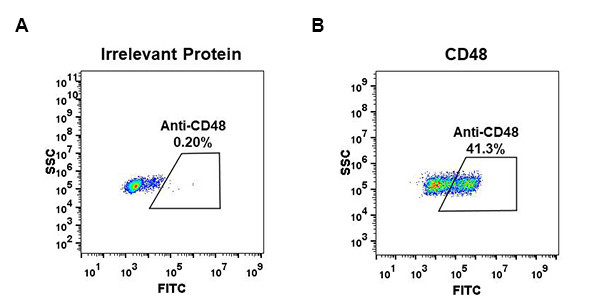 Anti-CD48 antibody(DM43), Rabbit mAb