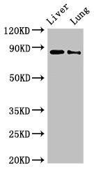 Anti-DENND1C