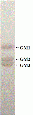 Monosialoganglioside Mixture