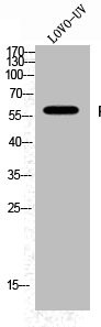 Anti-Phospho-FYN (Y530)