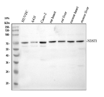 Anti-NDST1 / N-deacetylase/N-sulfotransferase 1