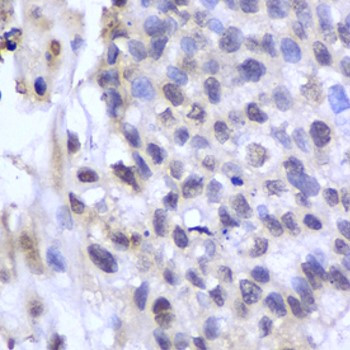 Anti-PSMA6