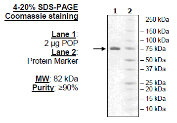 Prolyl Oligopeptidase/Prolyl Endopeptidase, active human recombinant protein