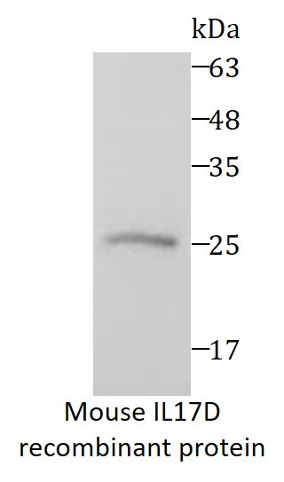 Mouse IL17D recombinant protein (His-tagged)