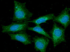 Anti-FLIP, clone 8B12