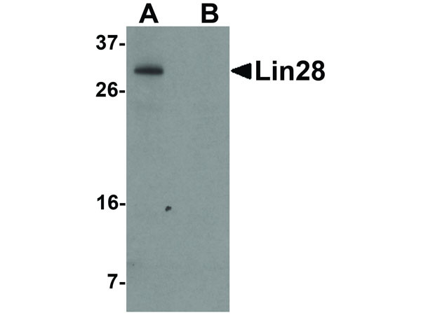 Anti-Lin28, clone [1G9H9]