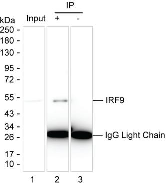 Anti-IRF9