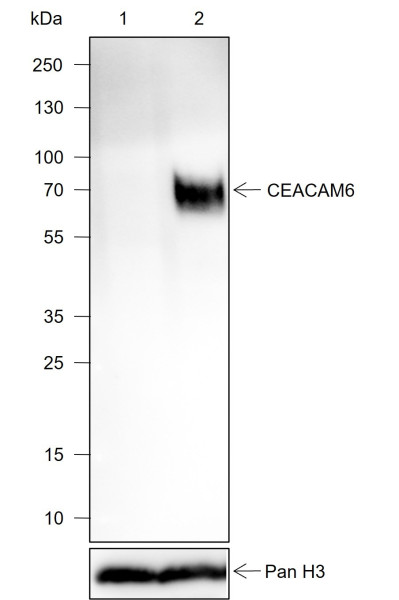 Anti-Recombinant CEACAM6, clone A750