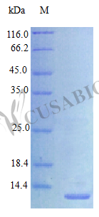 Proheparin-binding EGF-like growth factor [Cleaved into: Heparin-binding EGF-like growth factor prot