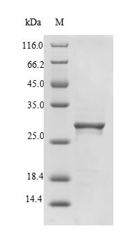 Snaclec rhodocytin subunit alpha, Calloselasma rhodostoma, recombinant